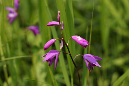 紫色の花、シランです