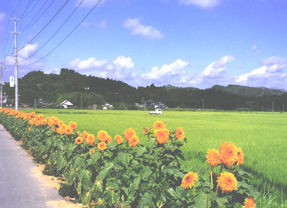 ひまわりの写真