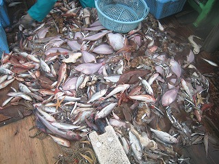 底曳き網漁獲物の写真