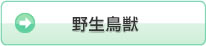 野生鳥獣
