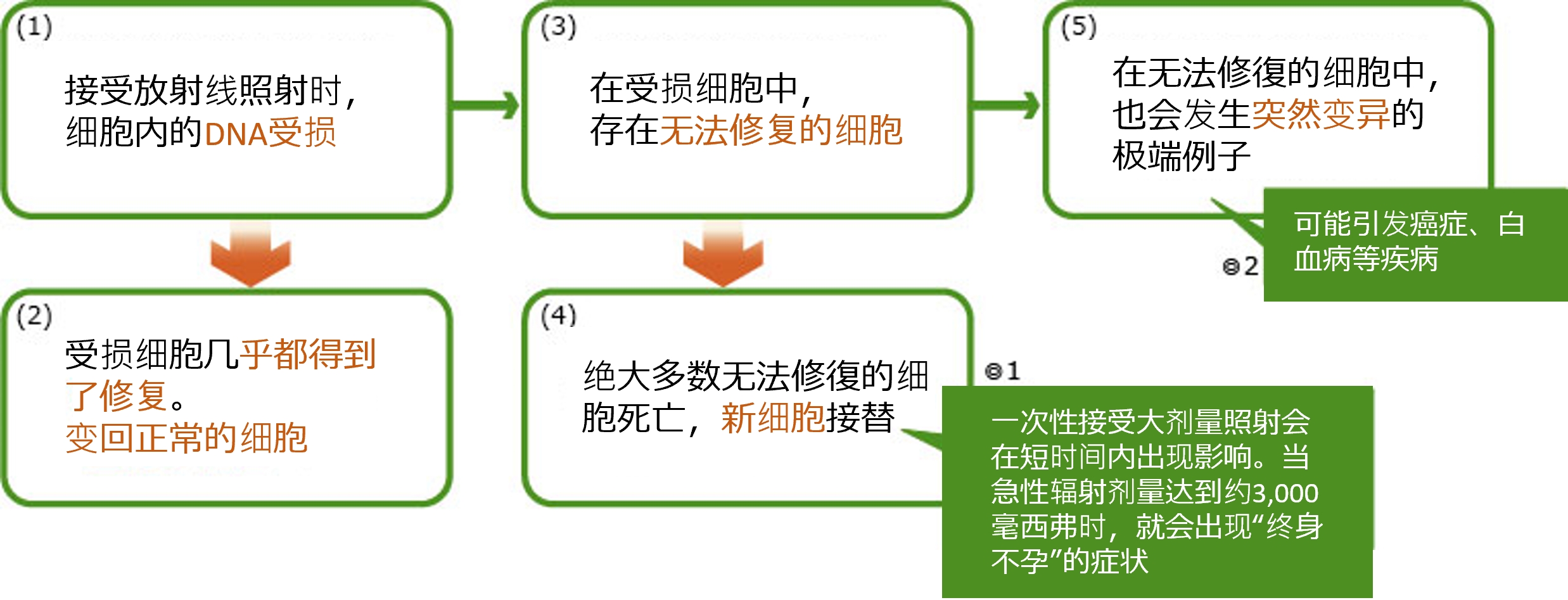 暴露于辐射时