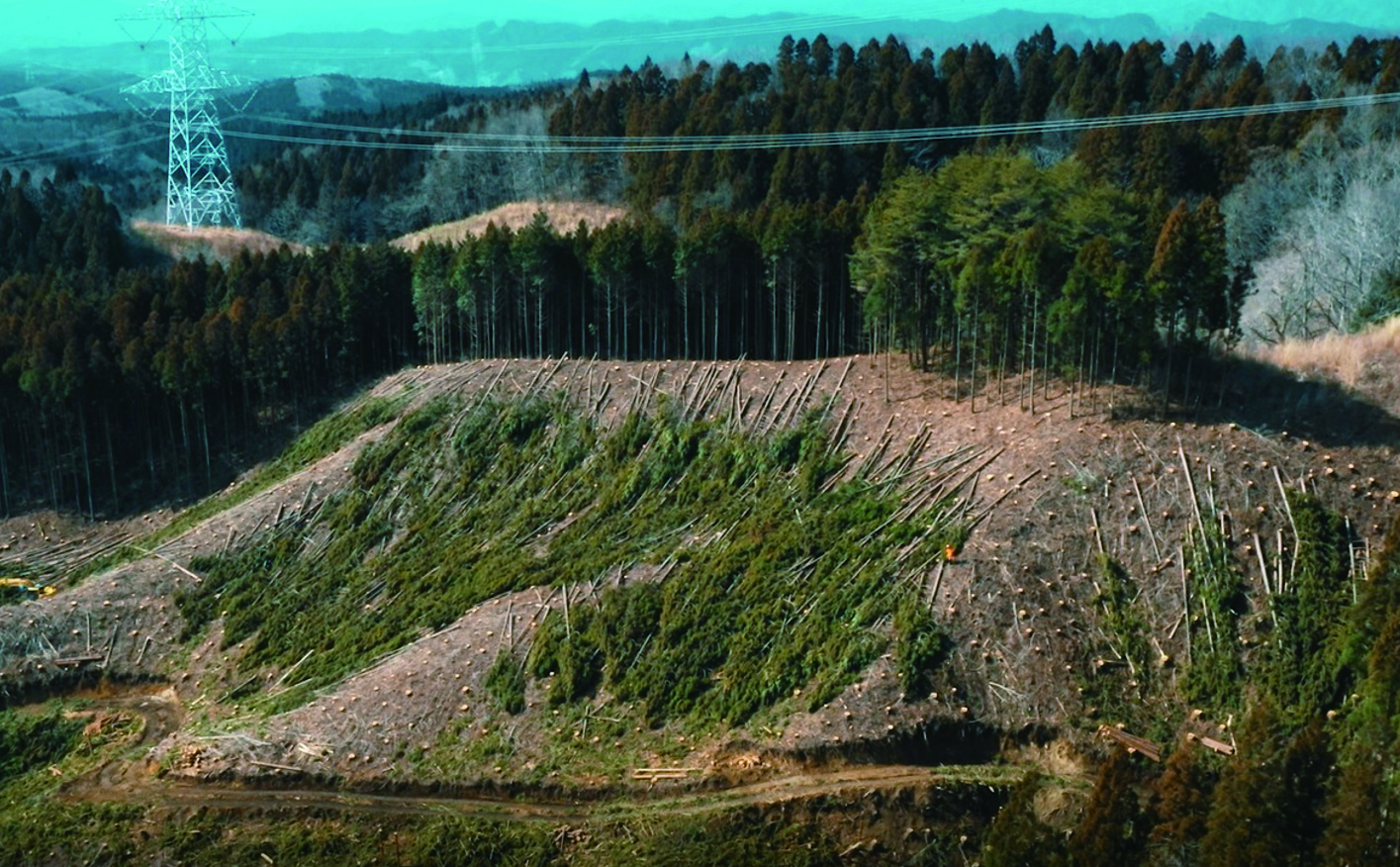 木を収穫する山の写真