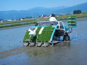 密播苗の移植作業