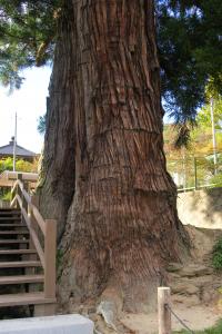 東禅寺のめおと杉(1)