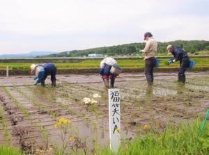 大田植えの様子