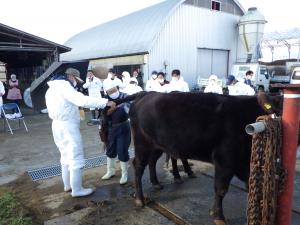 和田獣医師による卵巣状態の確認