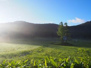 大江湿原　夏（７月）