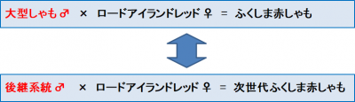 試験には、従来の大型しゃもの雄を使用した群と、後継系統の雄を使用した群を用意しました。