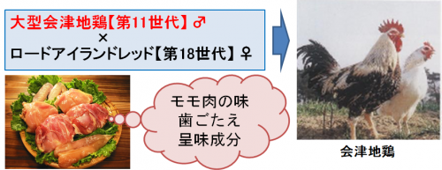 雄モモ肉の味、歯ごたえ、呈味成分について分析しました。