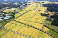 ほ場整備により区画整理された坂本地区の田の写真