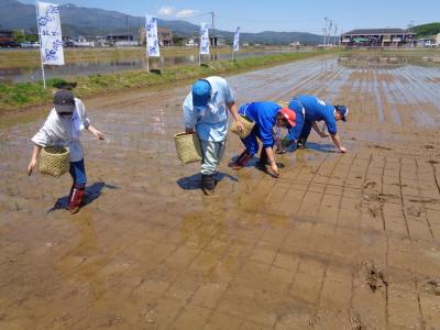 田植え