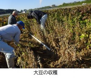 大豆の収穫