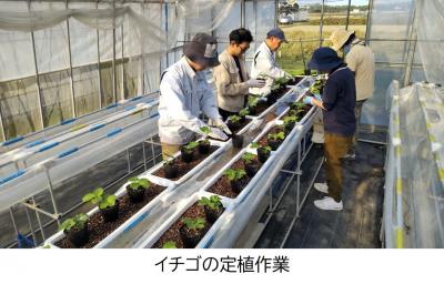 イチゴの定植作業