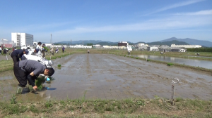 大田植え写真２