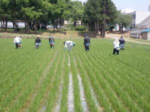 異型排除の様子