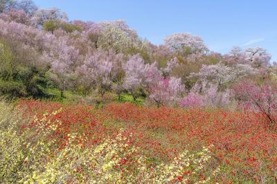 県北(花見山)