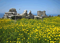 十字軍が残した城砦の跡に咲く名前不明の花