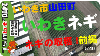 いわき市山田町　いわきネギ　ネギの収穫！　前編