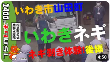 いわき市山田町　いわきネギ　ネギ剥き体験！　後編