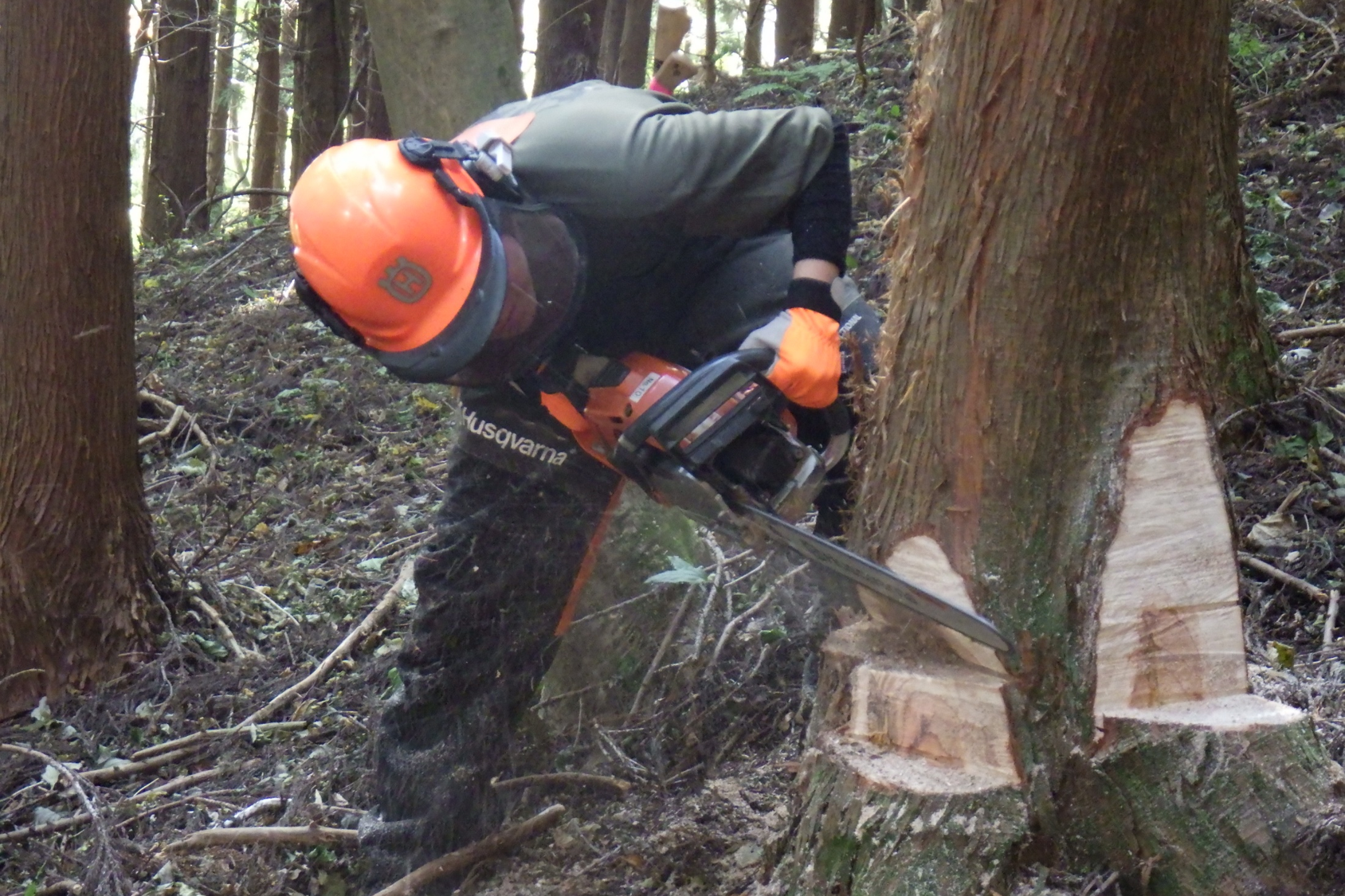 チェーンソー伐木造材技術