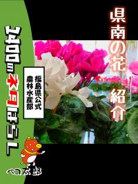 県南の花　紹介