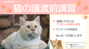 猫譲渡前講習