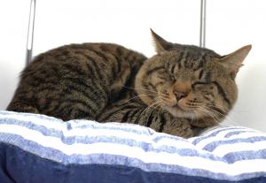 猫２