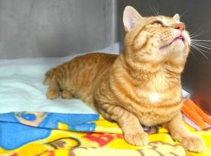 猫４