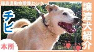 ちびどうが