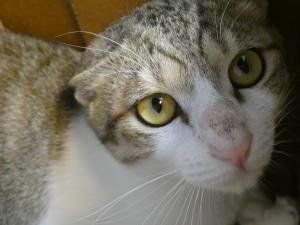 ショージ2