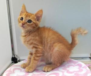 purittu