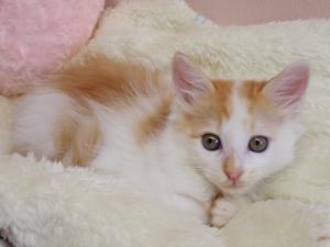 gatu