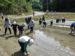 田植え