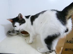 しんいち3