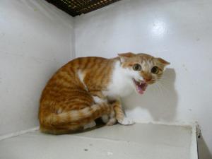 わらび２