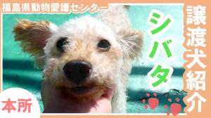 しばたサムネ