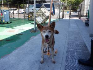 犬の写真正面