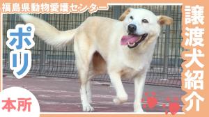 ポリサムネ