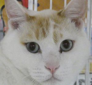 プリ　顔