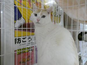 プリッツ２