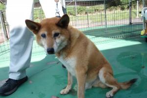 犬