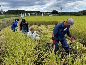 令和７年産「福､笑い」稲刈り写真２