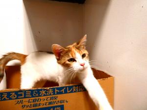 ネモ２