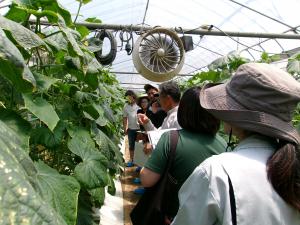 きゅうりほ場視察の様子