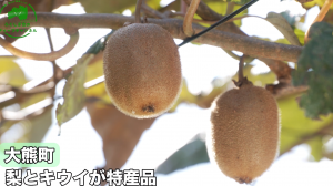 大熊町のキウイ