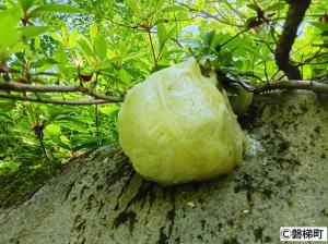 モリアオガエルの卵塊