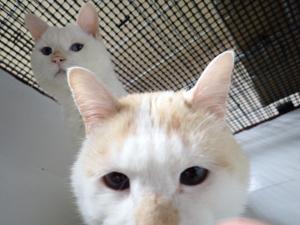いわ3