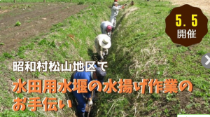 昭和村水揚げ作業のお手伝い