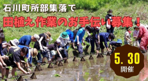 石川町所部田植え
