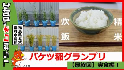バケツ稲